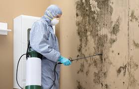 Best Black Mold Removal  in Deerwood, TX